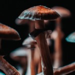 Photo of mushrooms for psychedelic treatment of mental illness and addiction