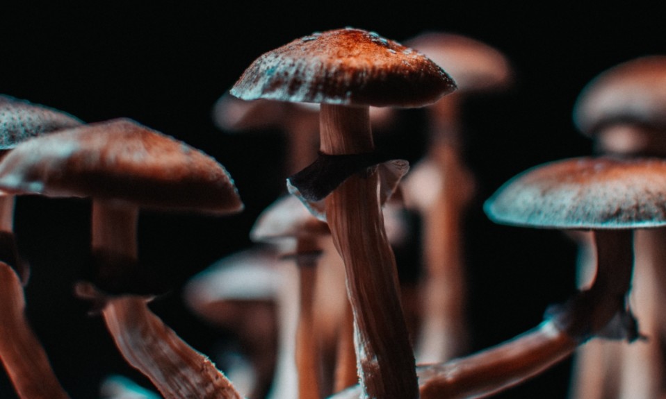 Photo of mushrooms for psychedelic treatment of mental illness and addiction